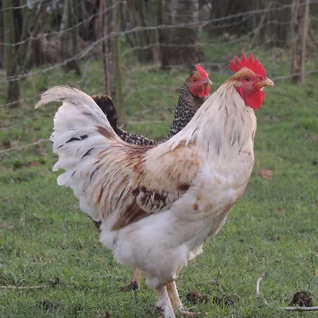 D'hotes Les Pieris B&B 3*