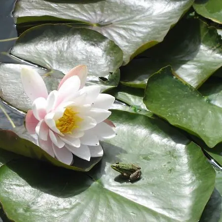 D'hotes Les Pieris B&B