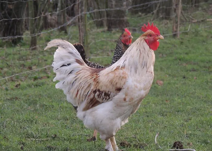 D'hotes Les Pieris Bed & Breakfast 3*