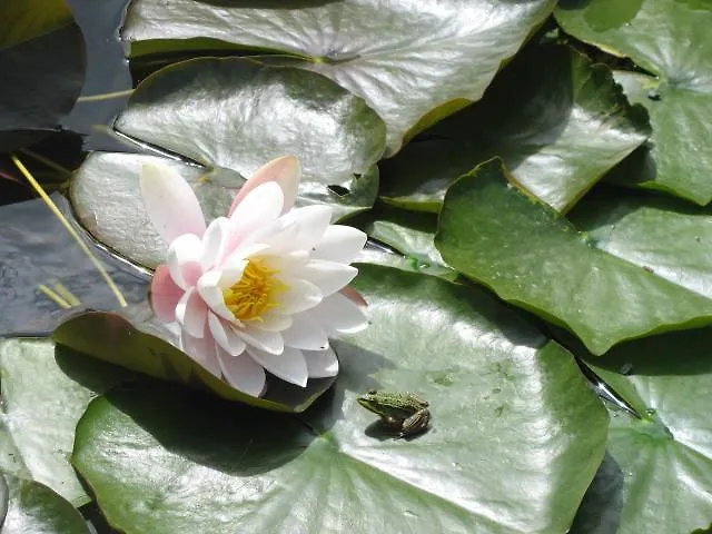 D'hotes Les Pieris Bed & Breakfast